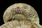 Two Bathonian Ammonite (Zigzagiceras) Fossils - France #152765-2